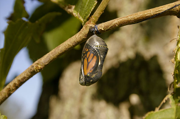 Butterfly chrysalis.